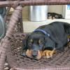 5 1/2 weeks old - The only other female pup in the litter, asleep in the background.