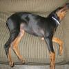 Almost 15 weeks old and her paws are now haning off of the sofa.  She has more than doubled her weight in 7 weeks.  