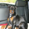 Haloween, 2010.  Shadow's first time in the back seat with Dora riding shotgun.  We're heading to the dog beach at Ft. Desoto Park.  Shadow tore her ear tape off, so it's time to get her wet while we've got the opportunity.
