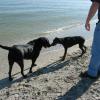 Shadow meets Belle'.  Bellle' is a 3 y.o. black lab that would chase a ball endlessley.  She and Shadow got along great.  Two females and no butt sniffing.  