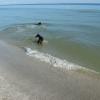 Shadow's first time in the water up to her chest.  She thought better of the idea and turned right around.  You can see the Sunshine Skyway Bridge in the background.  The Skyway spans Tampa Bay.