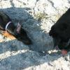 Shadow watching closely and Belle' drops the ball in a hole that Shadow dug.  