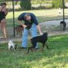 I'm letting Shadow off of the leash in the fenced-in area so that the Pug can chase her.  I thought the Pug was going to have a heart attack after she repeatedly chased Shadow whose legs easily outgalloped this little guys full on rant.
